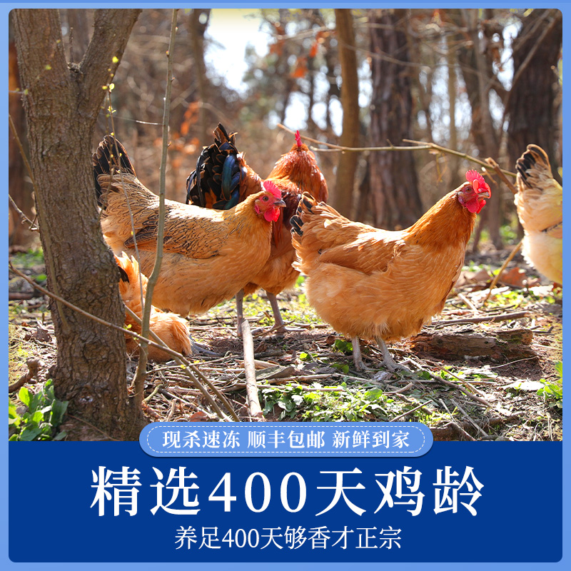 蛋鲜森400天黄油老母鸡1100g±100g/只 顺丰源头直发 黄油老母鸡 1只装高清大图