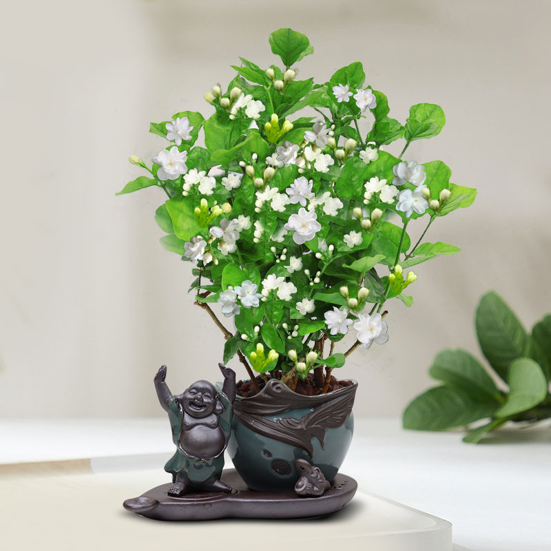 茉莉花苗盆栽带花苞九里香老桩驱蚊花卉植物室内浓香四季开花物内 含盆 带花苞发货茉莉花6年苗5棵海纳百川套装+肥料