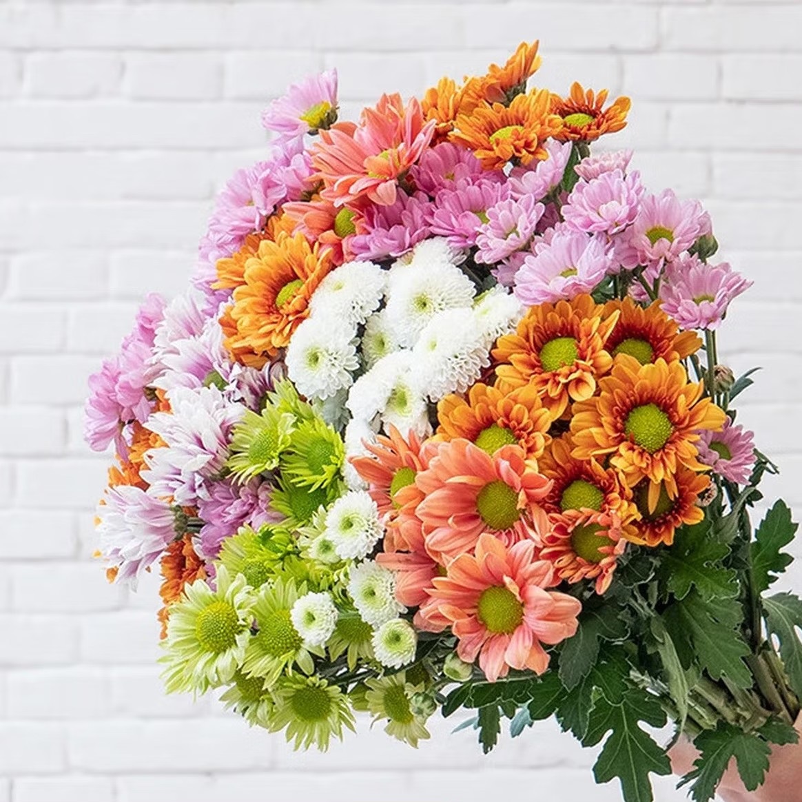 雏菊鲜花高清大图