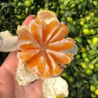 宜昌秭归蜜橘 5斤 薄皮桔子蜜桔 果园直发 新鲜蜜橘 薄皮桔子蜜桔 果园直发 新鲜采摘 坏果包赔 华中 仙一清水果