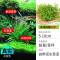 鱼缸造景莫斯沉木水榕无土植物懒人增氧真水草趴地矮珍珠陀草