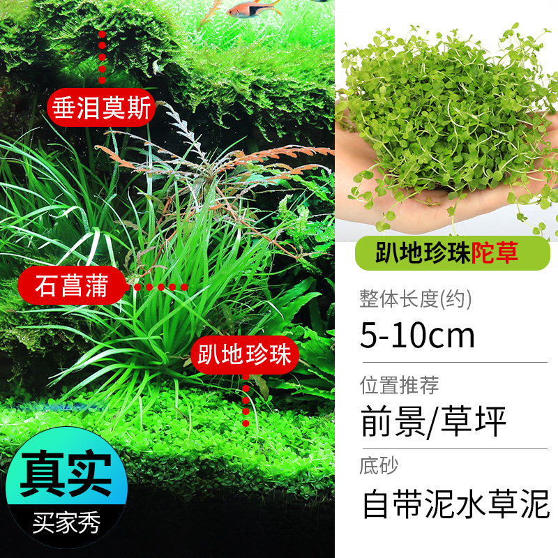 鱼缸造景莫斯沉木水榕无土植物懒人增氧真水草趴地矮珍珠陀草