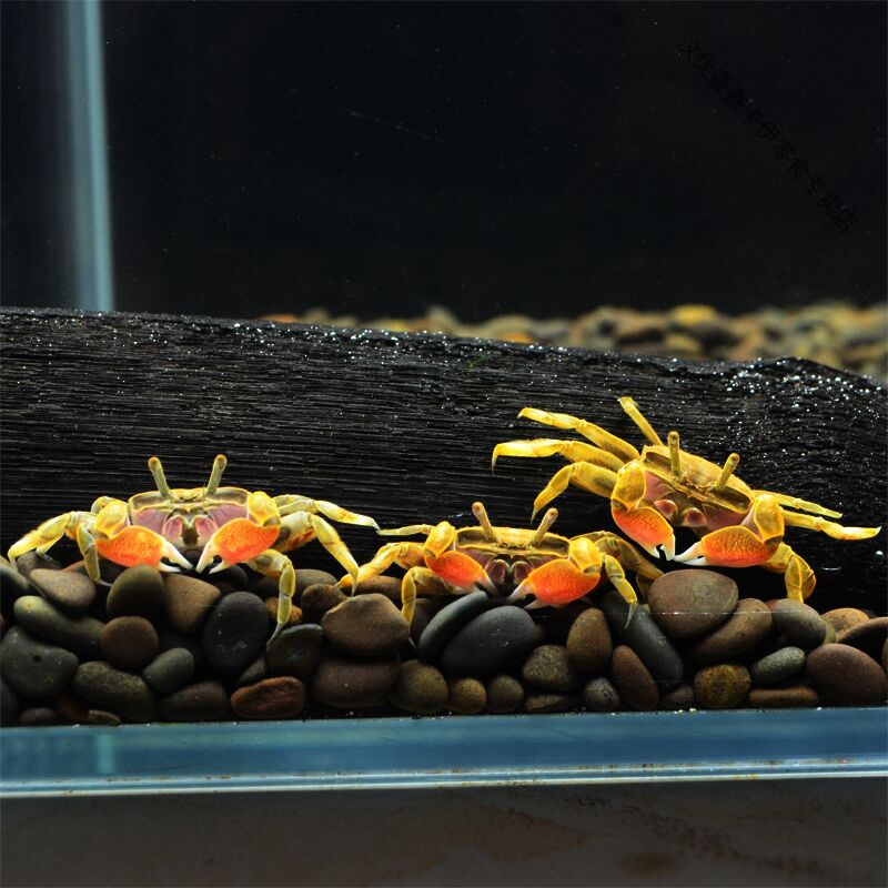 迷你蟹辣椒蟹宠物鱼缸观赏蟹淡水活体草缸可深水养殖小螃蟹除藻蟹 辣椒蟹5只+送2只备损 (1-1.5厘米)