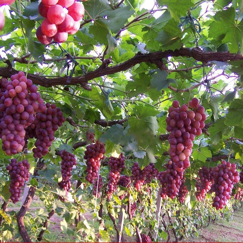 回固葡萄树苖特大无核巨峰葡萄苗盆栽南北方种植地栽爬藤果树果苗参数