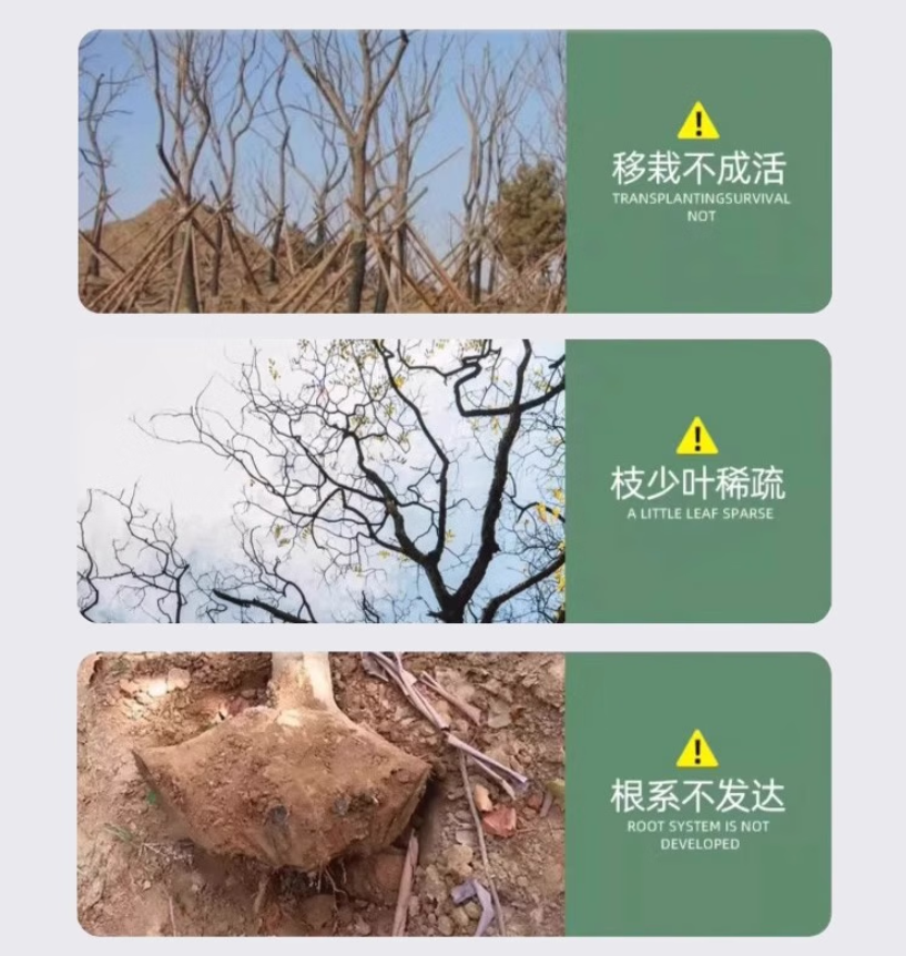 智绿大树营养液果树木桂花树专用营养液移栽生根剂通用型高清大图