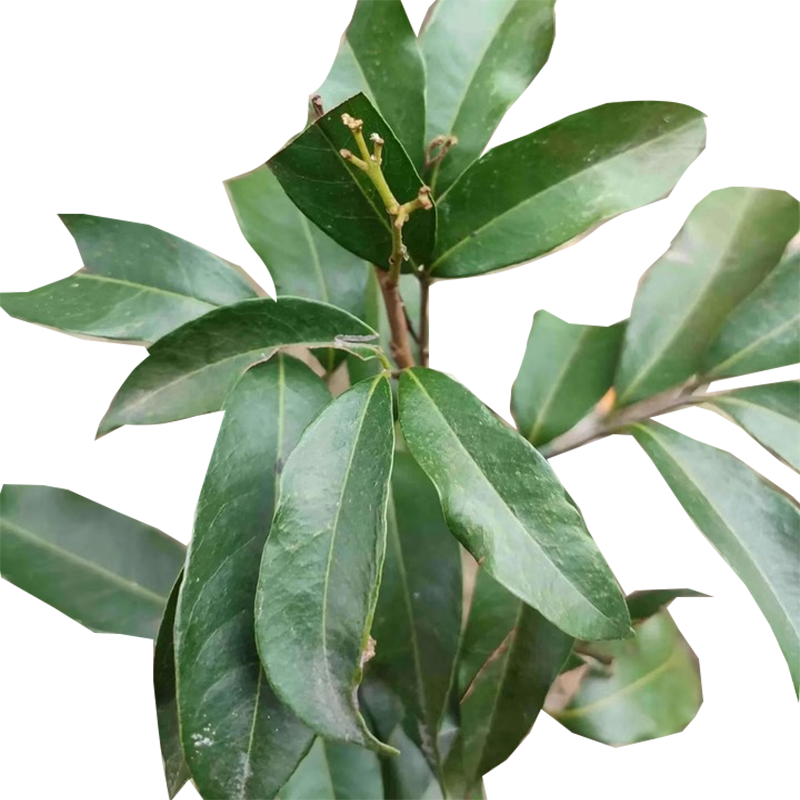 海铁科技荔枝树3m Φ7-10/棵高清大图