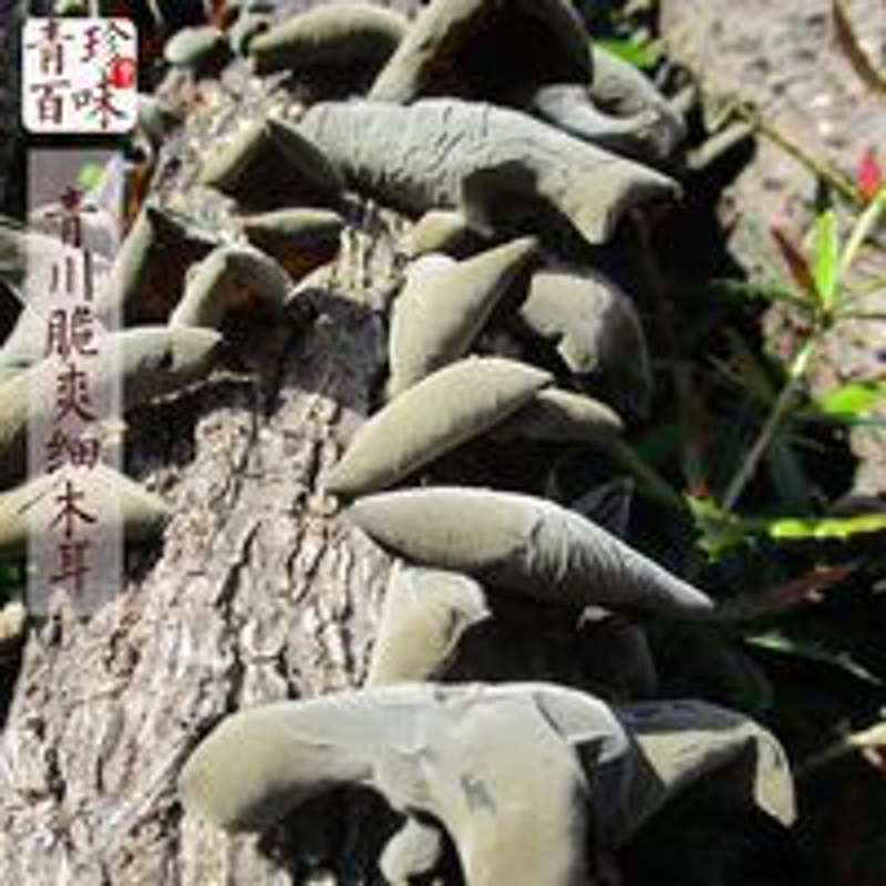 250g 秋木耳小朵木耳青冈椴木黑木耳南北干货直发青川黑木耳250克