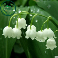 德国进口铃兰花苗根带芽货防辐射球根种根花卉绿植盆栽套装