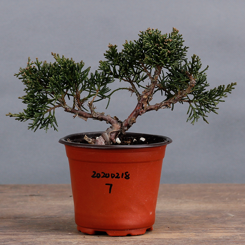 古达园艺用品古达小盆景盆栽松柏盆景盆栽基地出品摆件一物一拍紫罗兰0218 7高19粗1 不含盆 价格图片品牌报价 苏宁易购老蜂匠园艺用品专营店