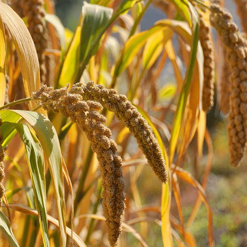 【中华特色】瓦房店馆 狗子家的稻田 有机黄小米500g 辽宁朝阳小米