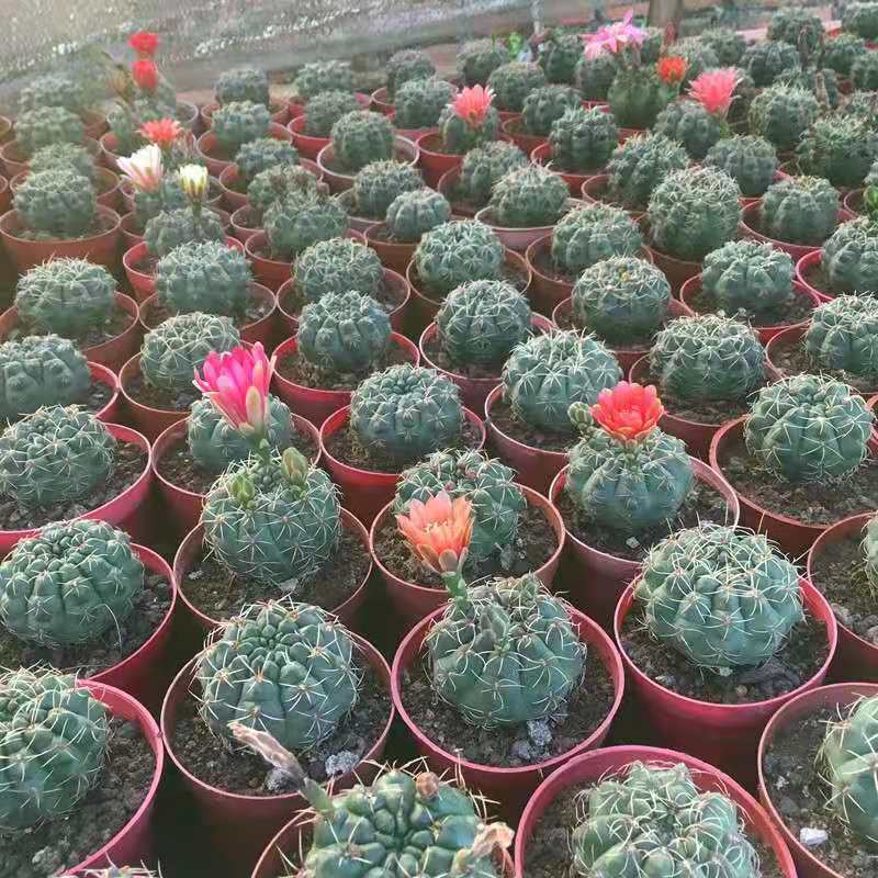 绯花玉仙人球带花苞花卉小盆栽桌面绿植防辐射多肉植物室内开花 小菲花玉[不带花苞]_