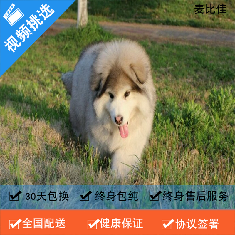 麦比佳 纯种巨型阿拉斯加幼犬活体宠物 熊版十字脸阿拉斯加雪橇犬 双血统烟灰色桃脸阿拉斯加幼崽 巨大型雪橇犬阿拉斯加犬52高清大图