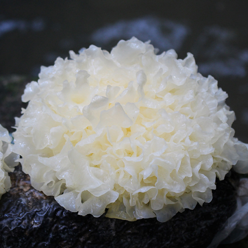 晋唐福建古田新鲜白银耳6朵(约120g/朵)活鲜雪耳新鲜菌菇蔬菜 单位:箱