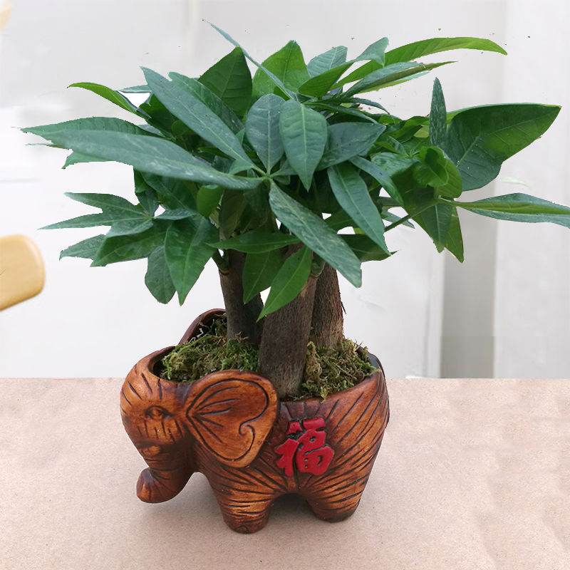 发财树盆栽室内花卉小盆景办公室绿色植物客厅金钱树盆栽绿植 三杆