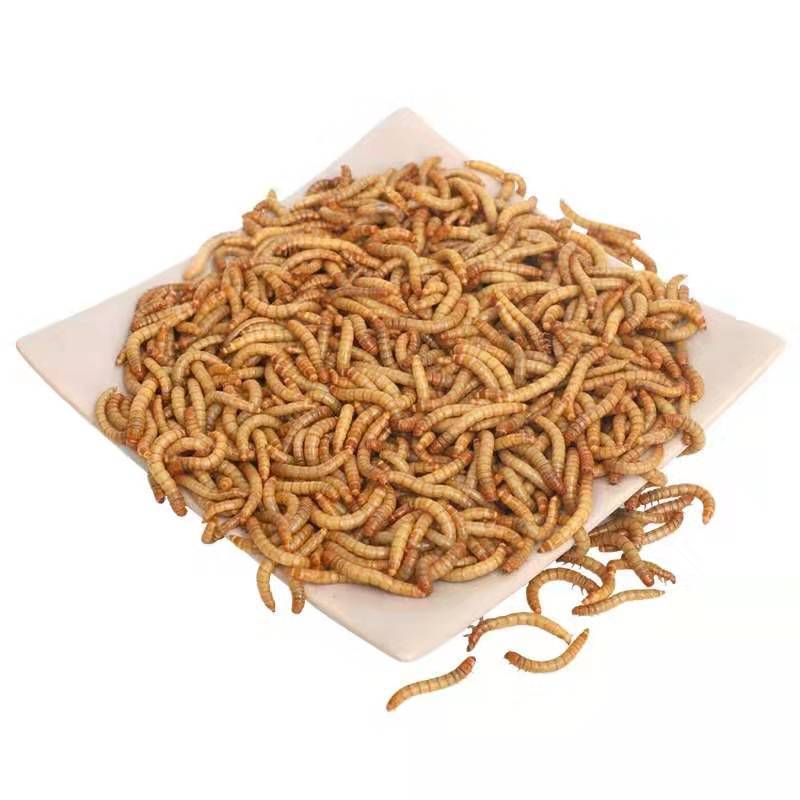 面包虫活体 黄粉虫活虫鲜活虫种虫金龙鱼鹦鹉鱼罗汉鱼乌龟鱼饲料 试吃300条