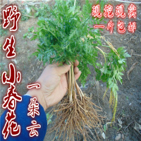 材野生现挖一朵云小春花鲜货 独脚金鸡 阴地蕨 蛇不见