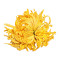 新全新金丝皇菊40克/盒