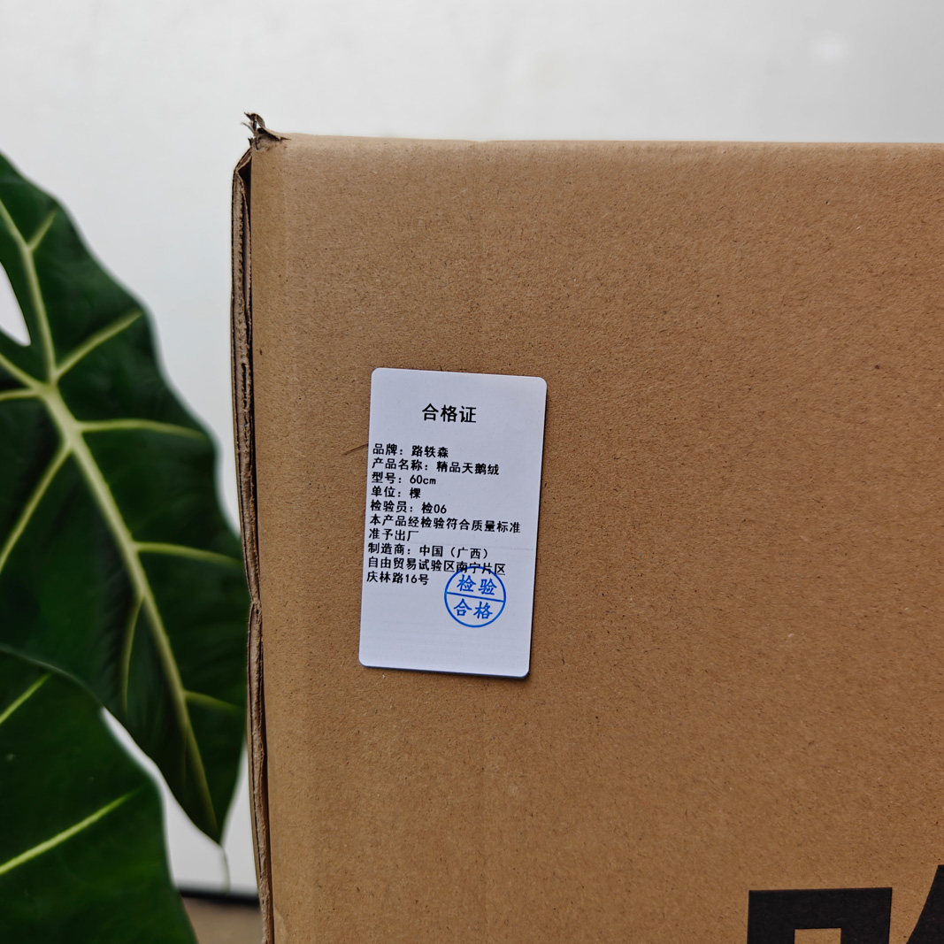 路轶森 精品天鹅绒 60cm高清大图
