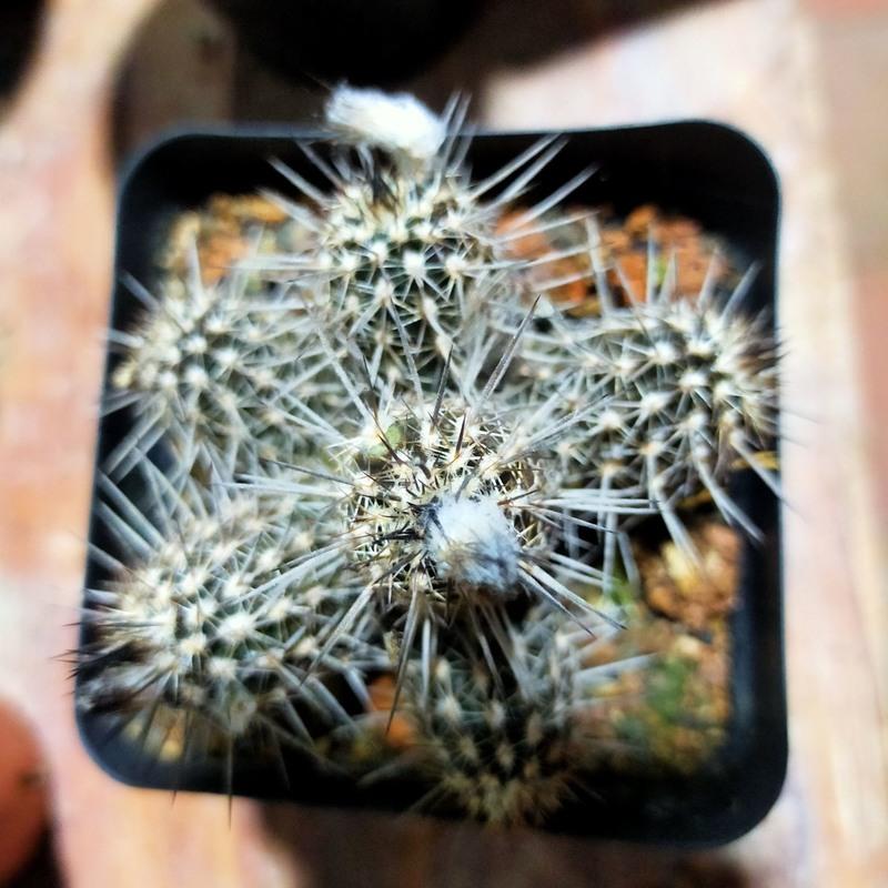 简卉奇想丸仙人球晚上开花多肉植物开花仙人球阳台防辐射小盆栽 实生