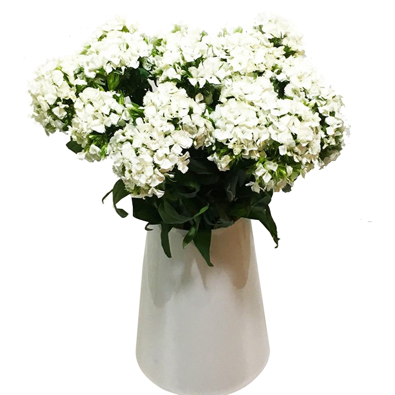 苏宁物流配送虞升diy同城鲜花单品相思梅3枝装颜色备注白色浅粉色