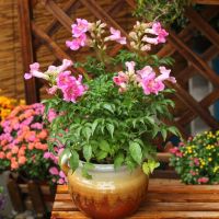 凌霄花卉爬藤庭院阳台粉色凌霄盆栽绿植带花苞发货盆栽花 粉色凌霄180#盆 多颗