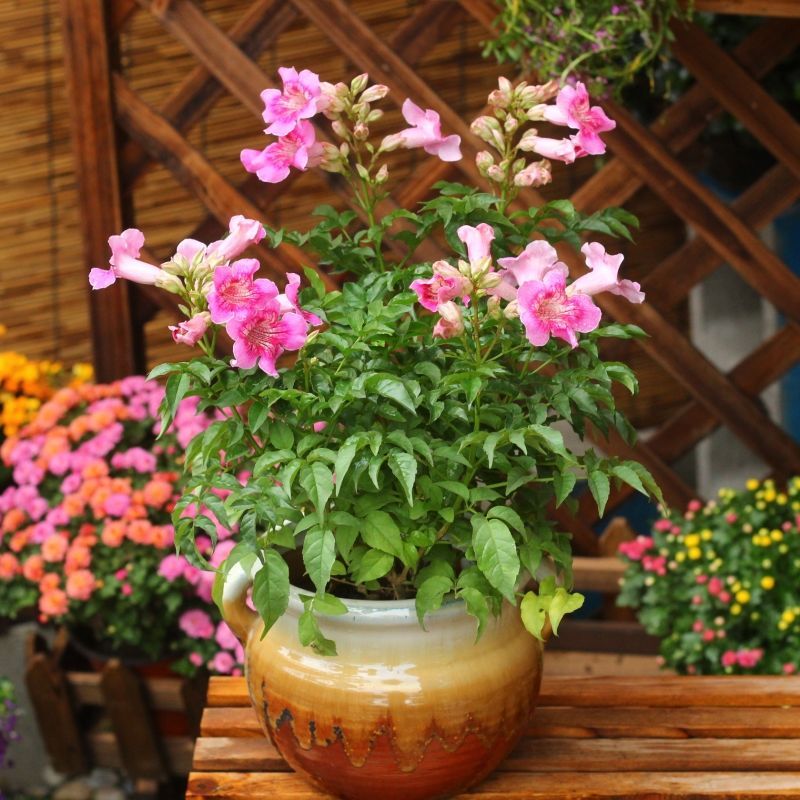 凌霄花卉爬藤庭院阳台粉色凌霄盆栽绿植带花苞发货盆栽花 粉色凌霄180#盆 多颗