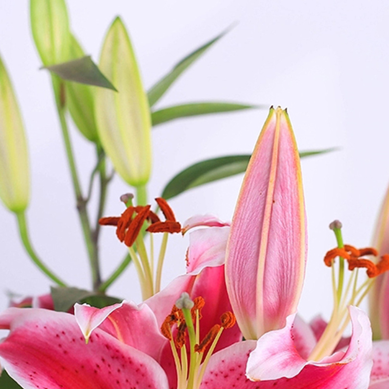 【盆栽香水百合】带盆载好发货花苞多花苞大多种规格上市可移盆可拼盆可剪下来插花瓶也可以三盆组合成大盆香水百合精品粗壮肥硕