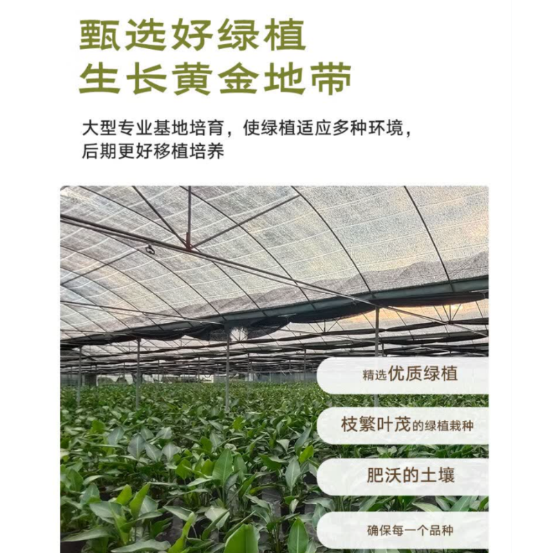 诚智旺 绿植摆件 发财树高1.0-1.2m/盆高清大图