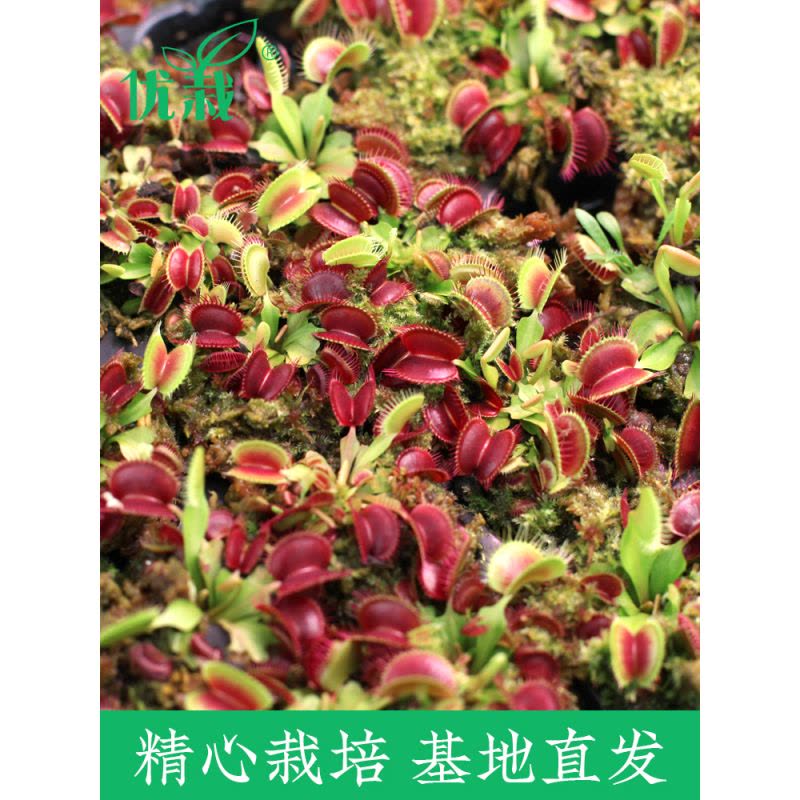 孔雀茅膏菜(直径4-6cm)送绿色吸水盆 带盆栽好|捕蝇草盆栽驱蚊草捕虫草扑蝇草食虫植物食人花猪笼草大图片