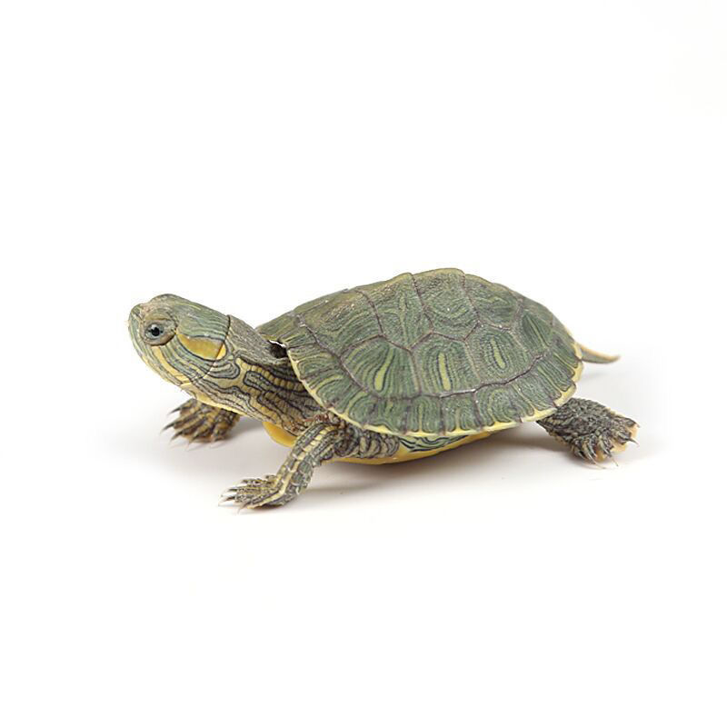 彩色小乌龟活体宠物龟网红卡通七彩小乌龟苗地摊观赏龟苗活体批发 20