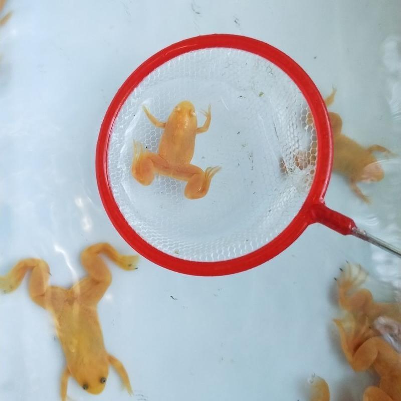 金蟾小金蛙活体观赏鱼招财蛙宠物蛙好养易活青蛙35cm金蛙1只