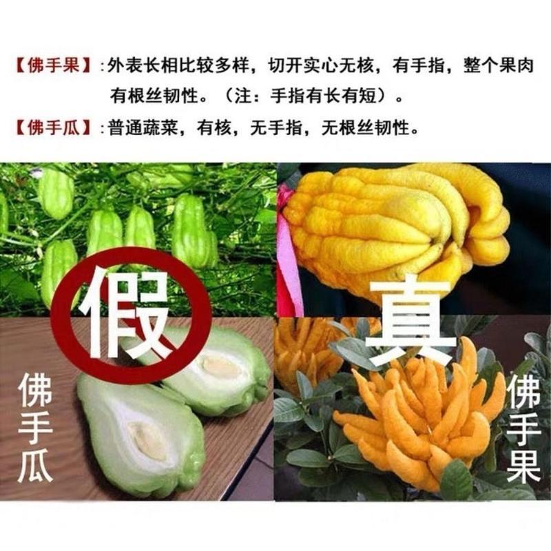 500克(拍2送盐津陈皮250克) 10年份传统老香黄老佛手柑潮汕特产佛手果老香橼凉果