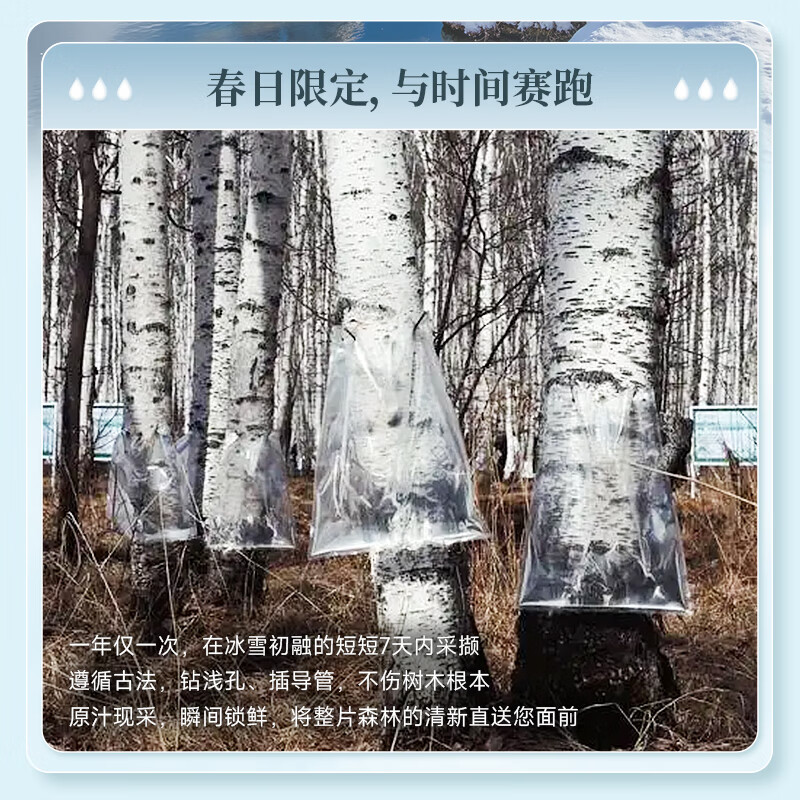 探味寒地100%白桦树原汁NFC原果鲜榨320mL*6瓶高清大图