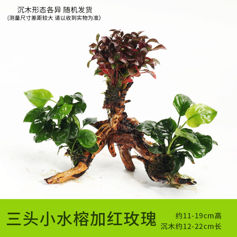 鱼缸装饰造景套餐真水沉木后景缸植物淡水小水榕养鱼懒人