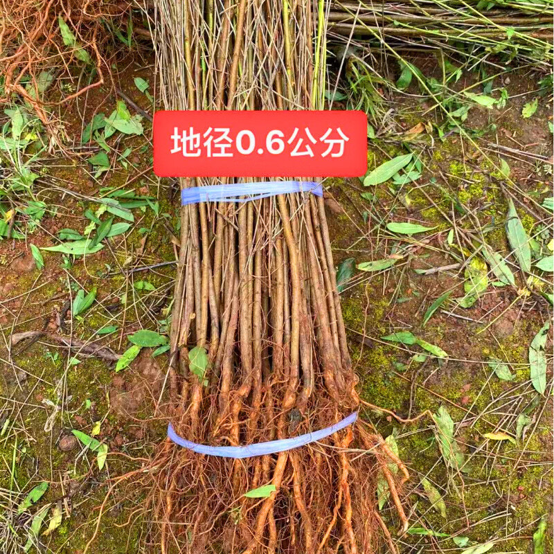 册宣 桃树苗1.5米高,直径6cm