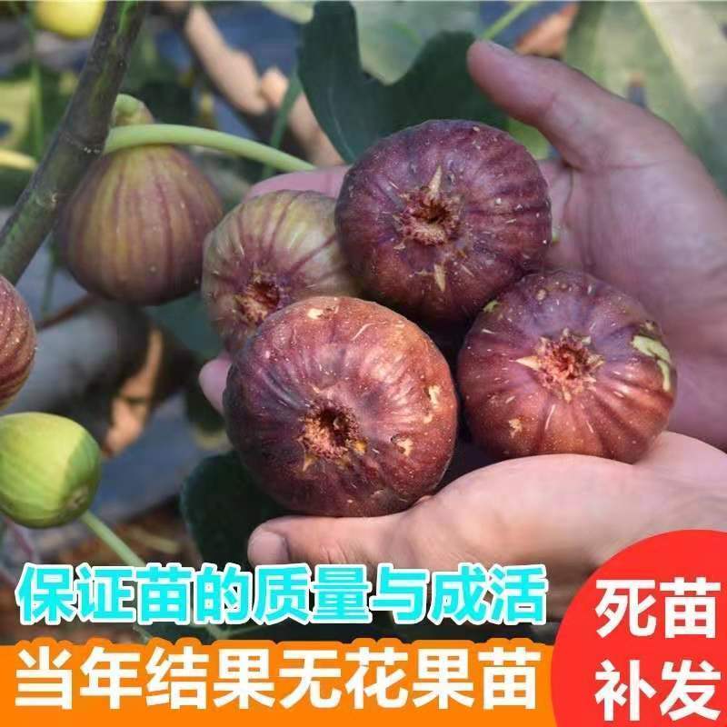 无花果树苗 地栽庭院大耐寒盆栽阳台波姬红当年结果南北方种植|黑爵士 当年结果苗[一棵装]