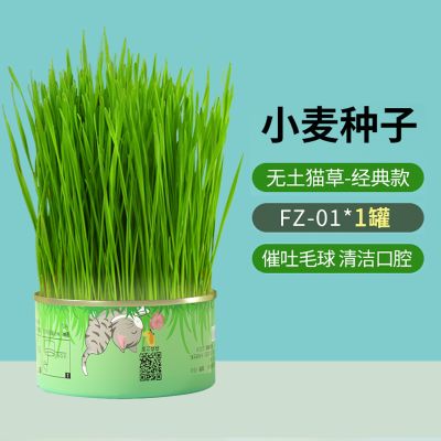 卷尾巴 森森植美无土猫草猫草种子懒人猫草片猫咪零食猫草罐头猫零食水培种植猫咪用品苏宁宜品 小麦种子 五罐装