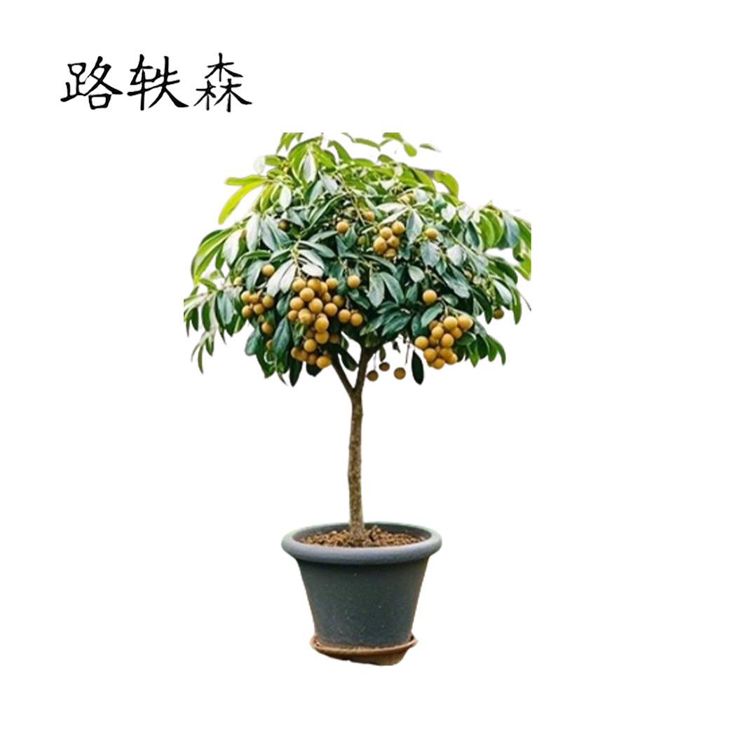 路轶森 龙眼树高 1.5-2.5m 棵高清大图