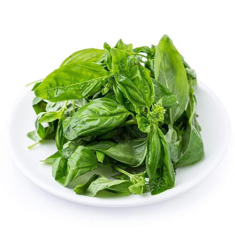 xj新鲜罗勒叶欧罗西餐香料甜罗勒叶青酱罗勒可开发票1000g