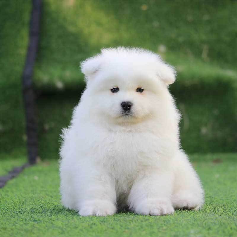 多多名宠 萨摩耶犬 萨摩耶 微笑天使 狗狗