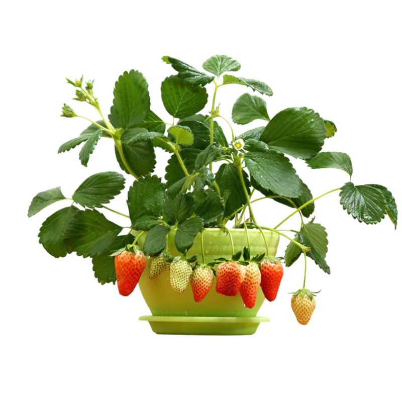 四季草莓苗草莓苗盆栽庭院阳台盆栽地栽草莓苗奶油草莓