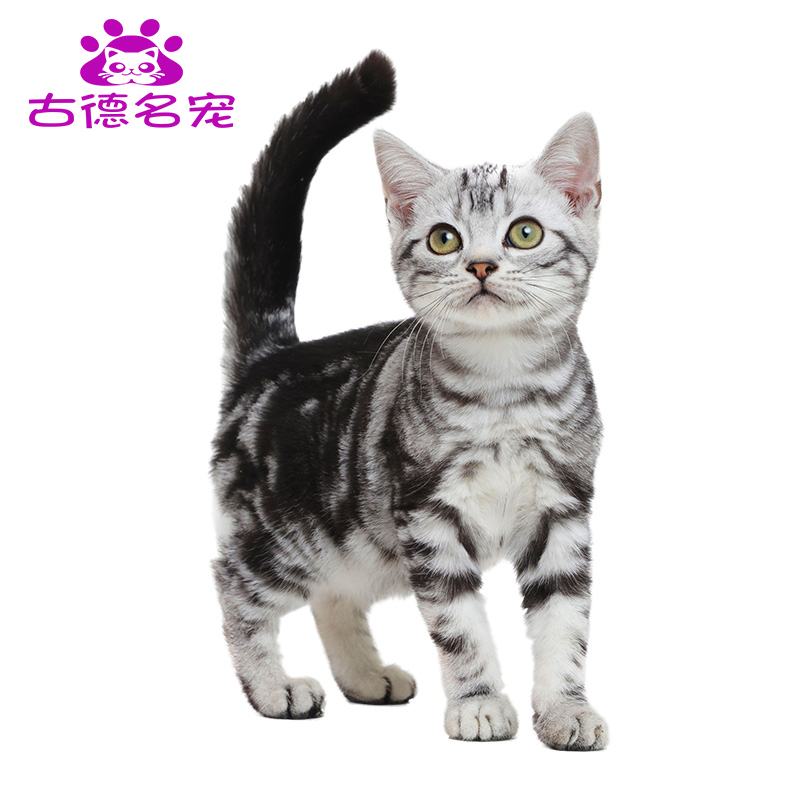 豆乐奇 Douleqi 猫咪纯种蓝猫英短猫布偶加菲猫金吉拉折耳蓝白猫美短渐层孟买宠物猫咪美短猫幼猫纯种活体宠物猫银虎斑标版起司加白折耳猫咪短 毛猫蓝猫 价格图片品牌报价 苏宁易购古德名宠专营店