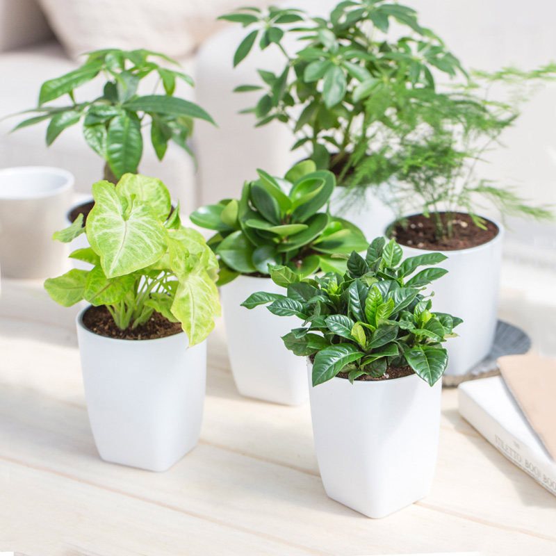 室内绿植绿萝袖珍椰子办公室植物清新空气盆栽居家园艺用品盆栽视频