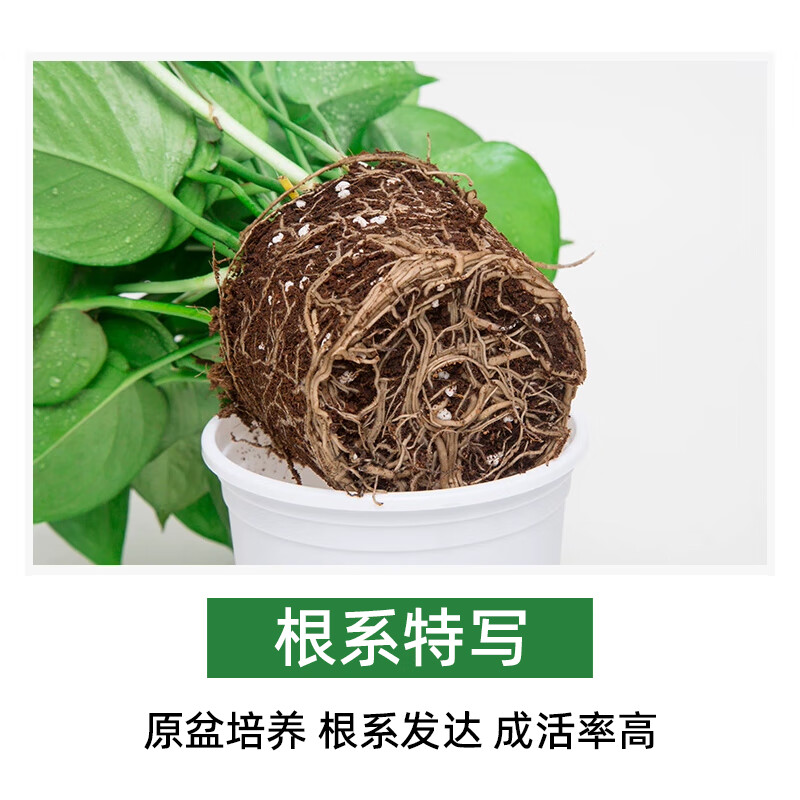 未易 绿萝盆栽除甲醛花卉绿植办公室新房净化空气 红色储水盆10盆装高清大图