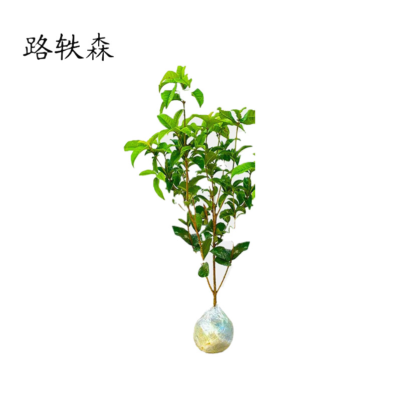 路轶森 桂花树 1.5-1.8m 根高清大图