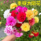 诚智旺 太阳花 盆栽/盆