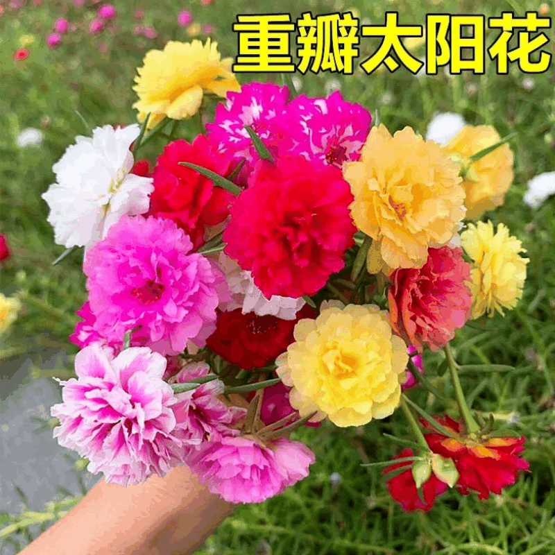 诚智旺 太阳花 盆栽/盆图片