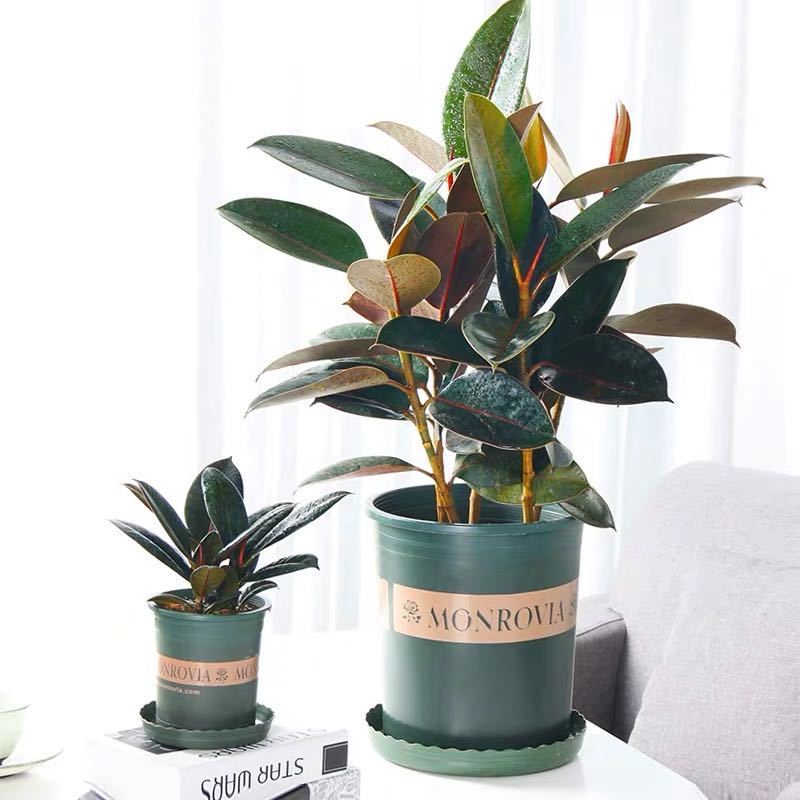 恬豆园艺用品恬豆黑金刚绿植盆栽健康办公室花卉绿色植物盆景橡皮树 价格图片品牌报价 苏宁易购恬豆旗舰店