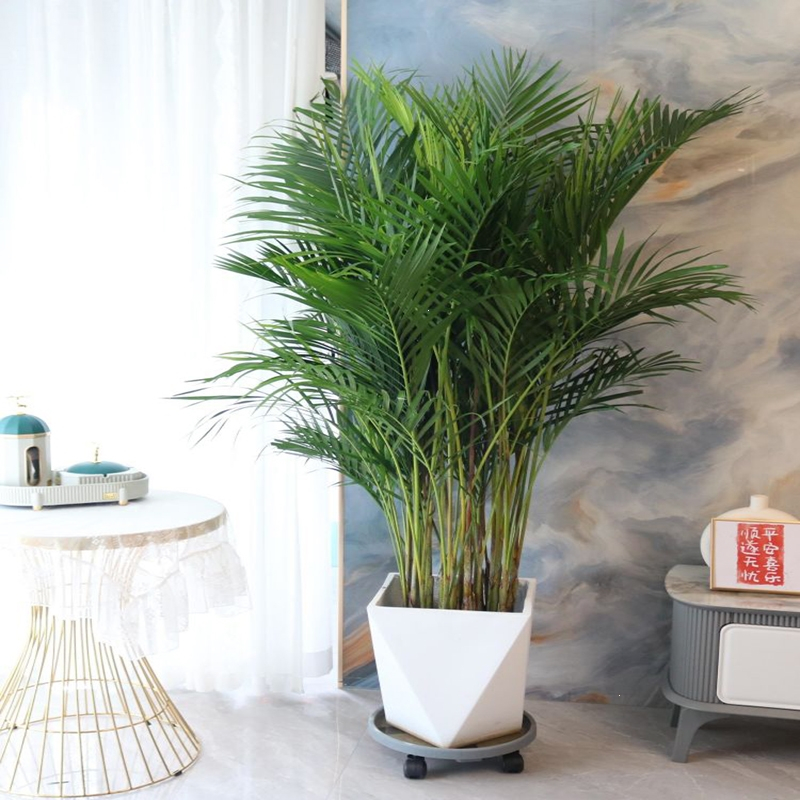 回固散尾葵盆栽凤尾竹室内大型植物花卉乔迁送礼吸甲醛加湿办公室绿植