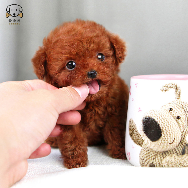 麦比佳 泰迪犬幼犬 泰迪犬狗狗活体茶杯犬泰迪宠物狗小体玩具型长不大微小体贵宾犬泰迪贵宾杯子狗视频挑选